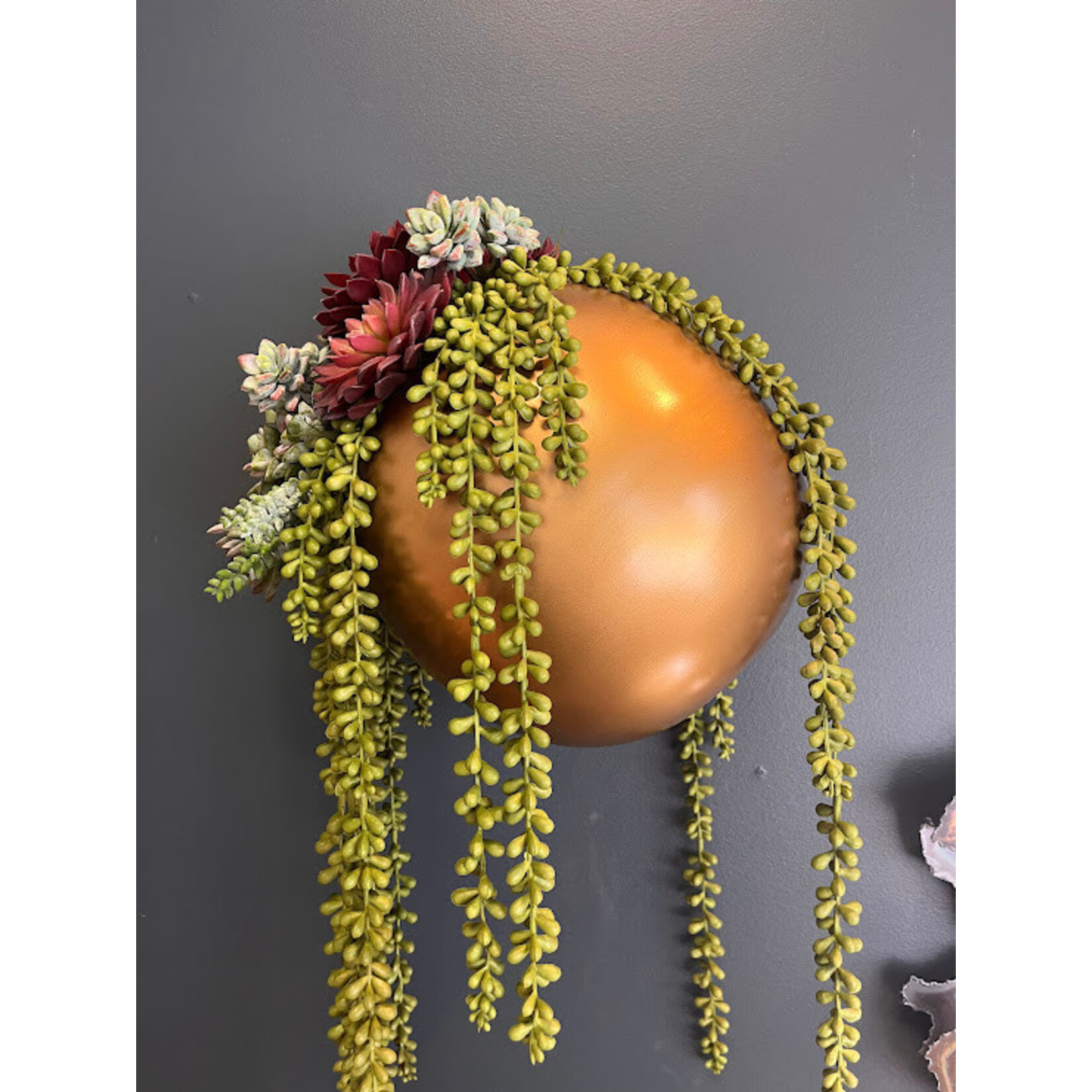 Designer's Studio String of Pearls Succulent Arrangement