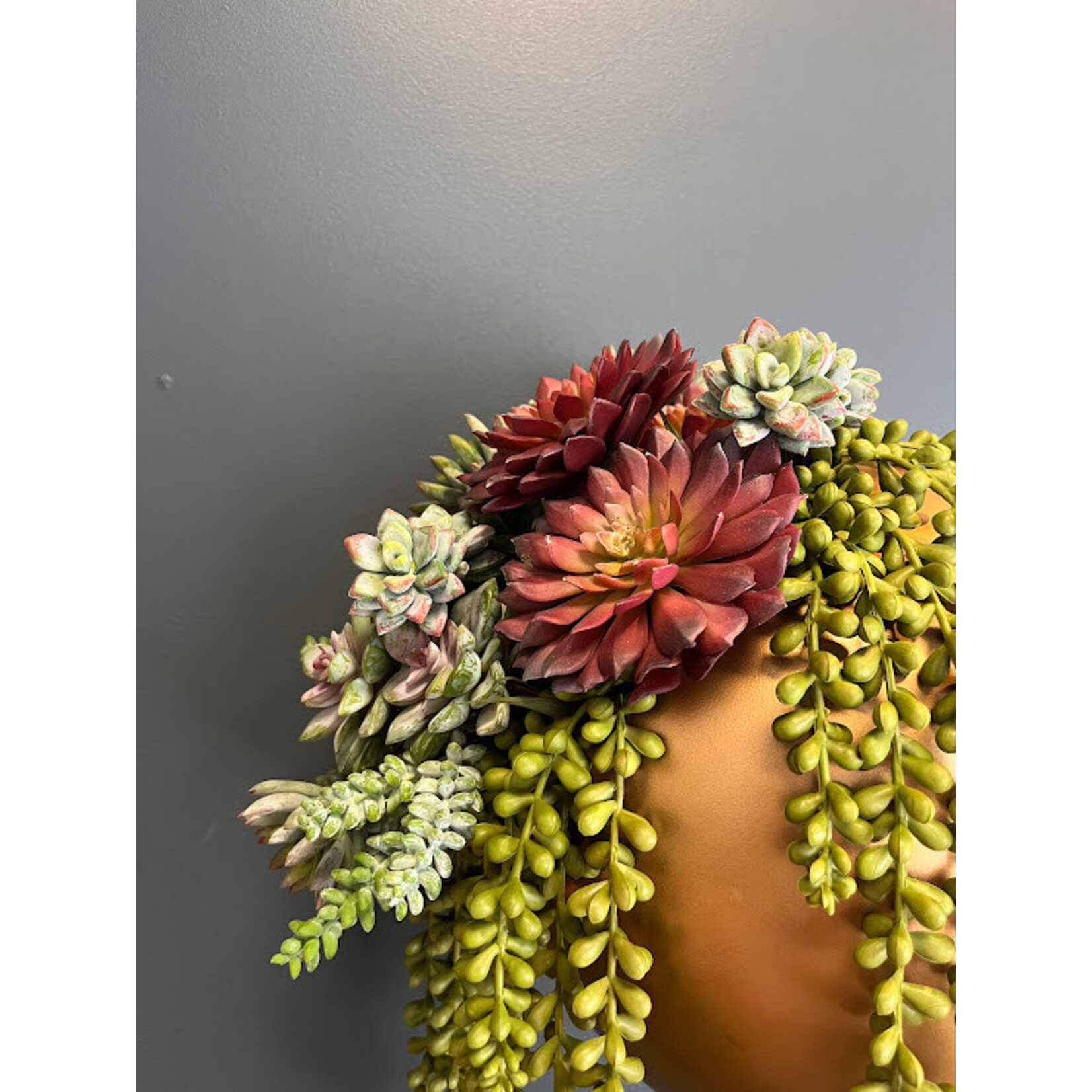 Designer's Studio String of Pearls Succulent Arrangement