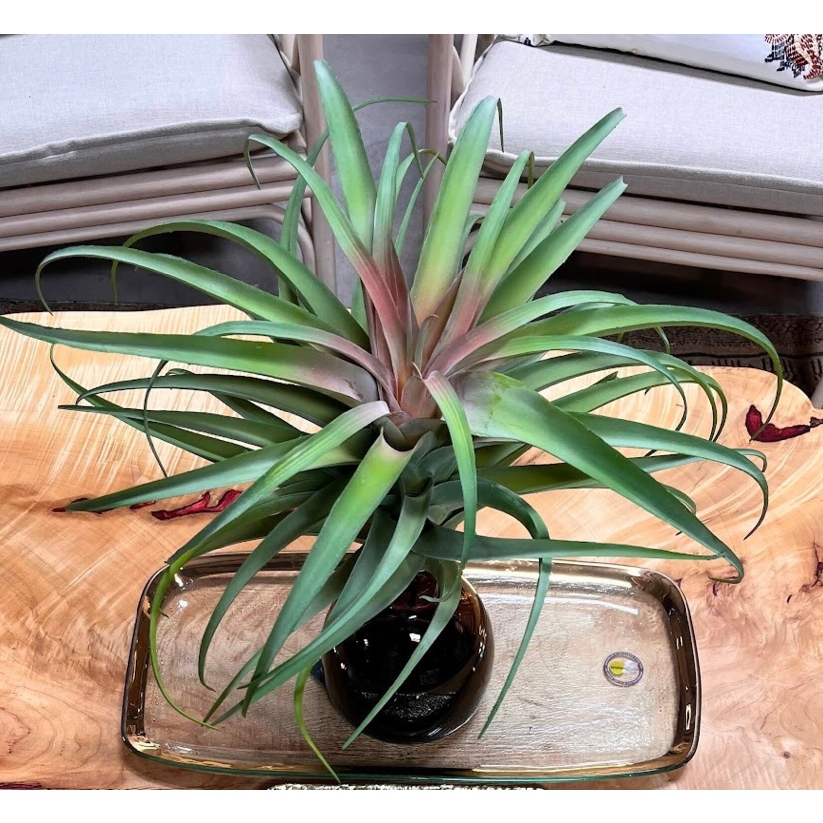 Winward Home Artificial Green Burgundy Spider Bromelia Plant Pick 17"