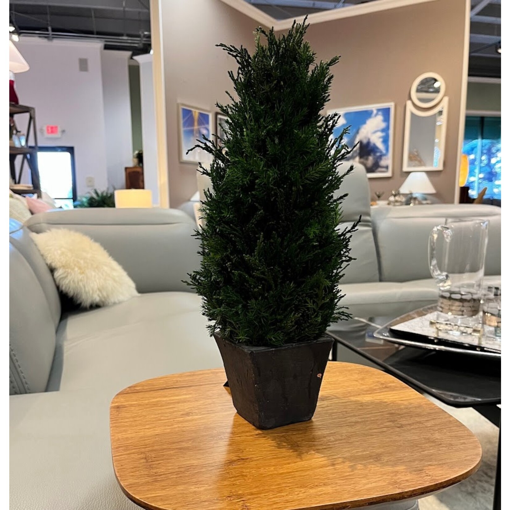 Zodax Cypress Tree Preserved Topiary Medium