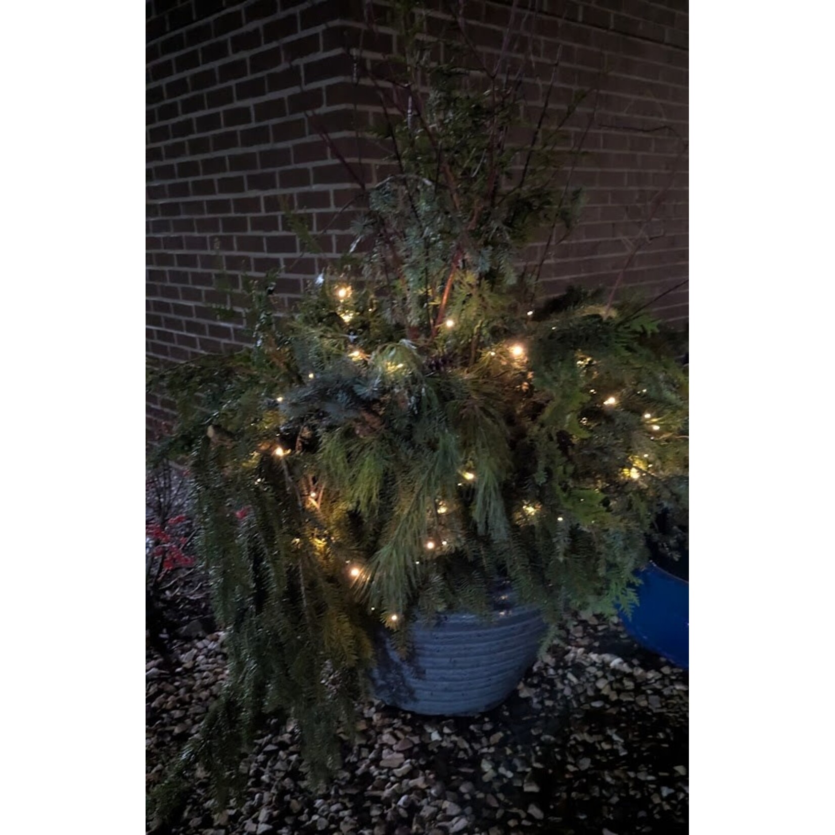 Campania Boca Jar Beachcomber