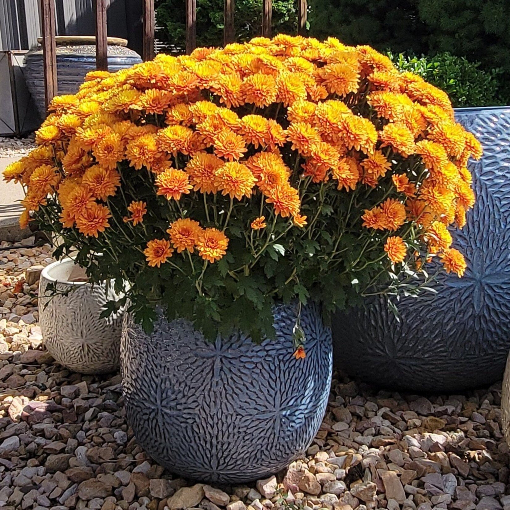 Campania Sand Dollar French Blue Glazed Planter - Small 8.75″ x 8″
