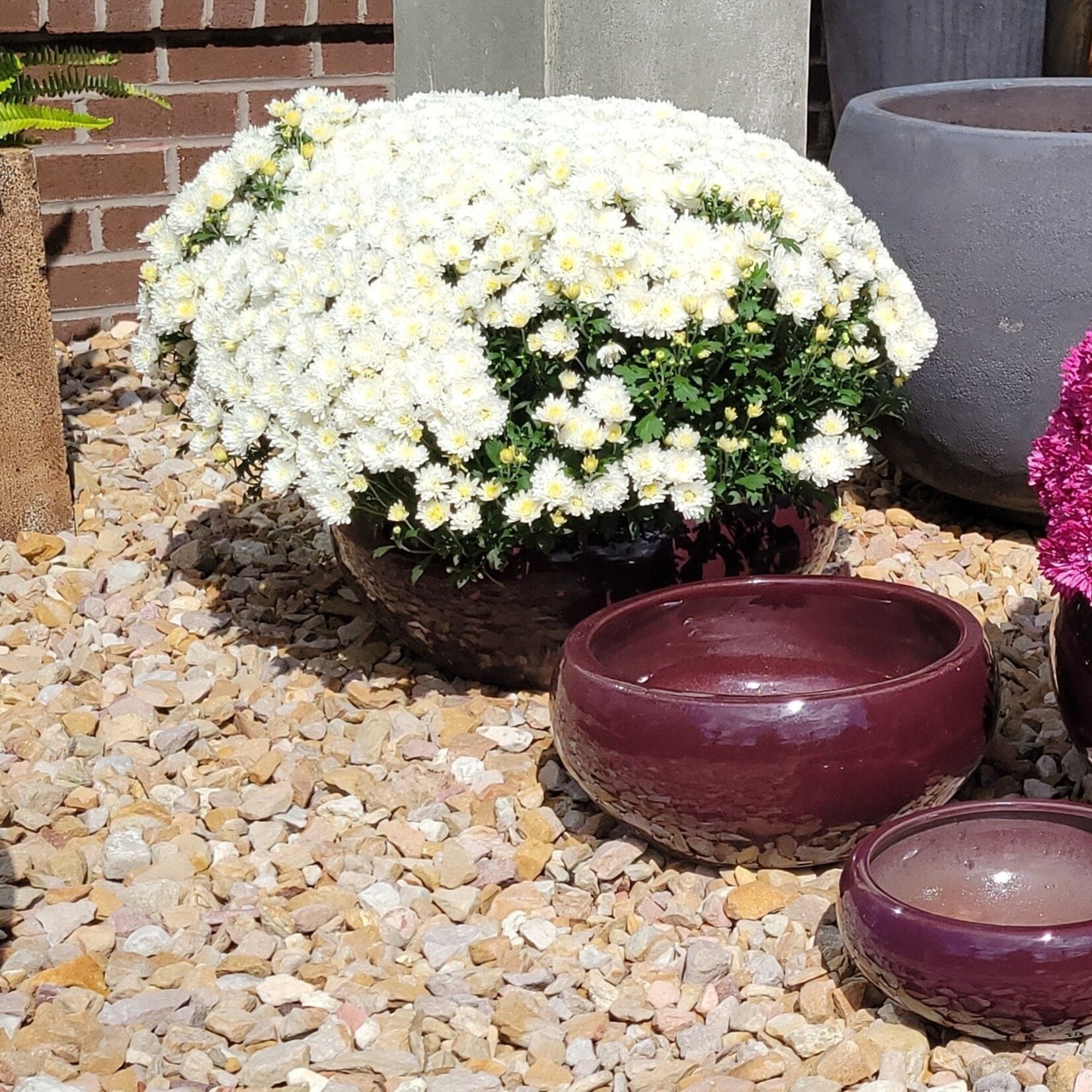 Campania Sasha Plum Burgundy Glazed Terracotta Planter