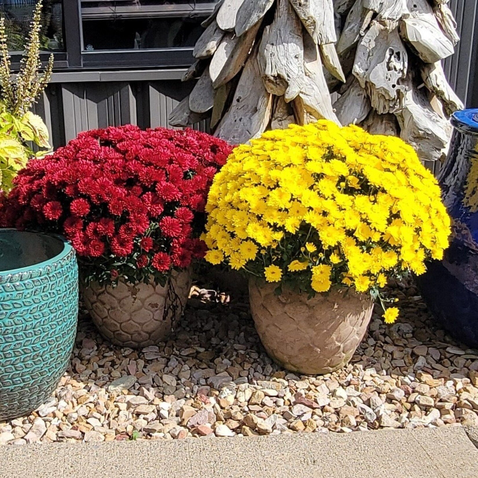 Campania Pina Medium Planter 17″ x 14.25″