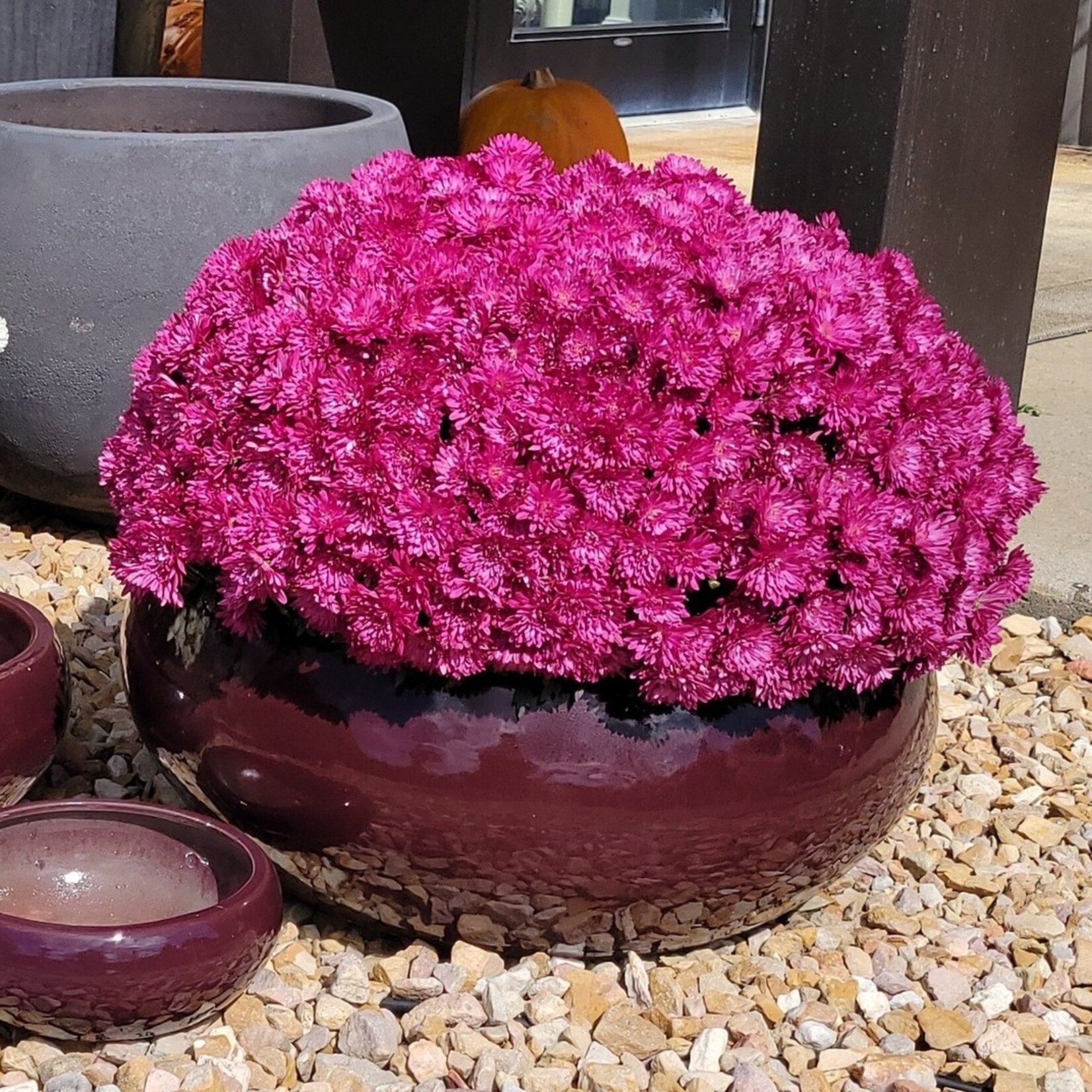 Campania Sasha Plum Burgundy Glazed Terracotta Planter