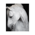 LDN collections Celestia Framed Artwork Horse