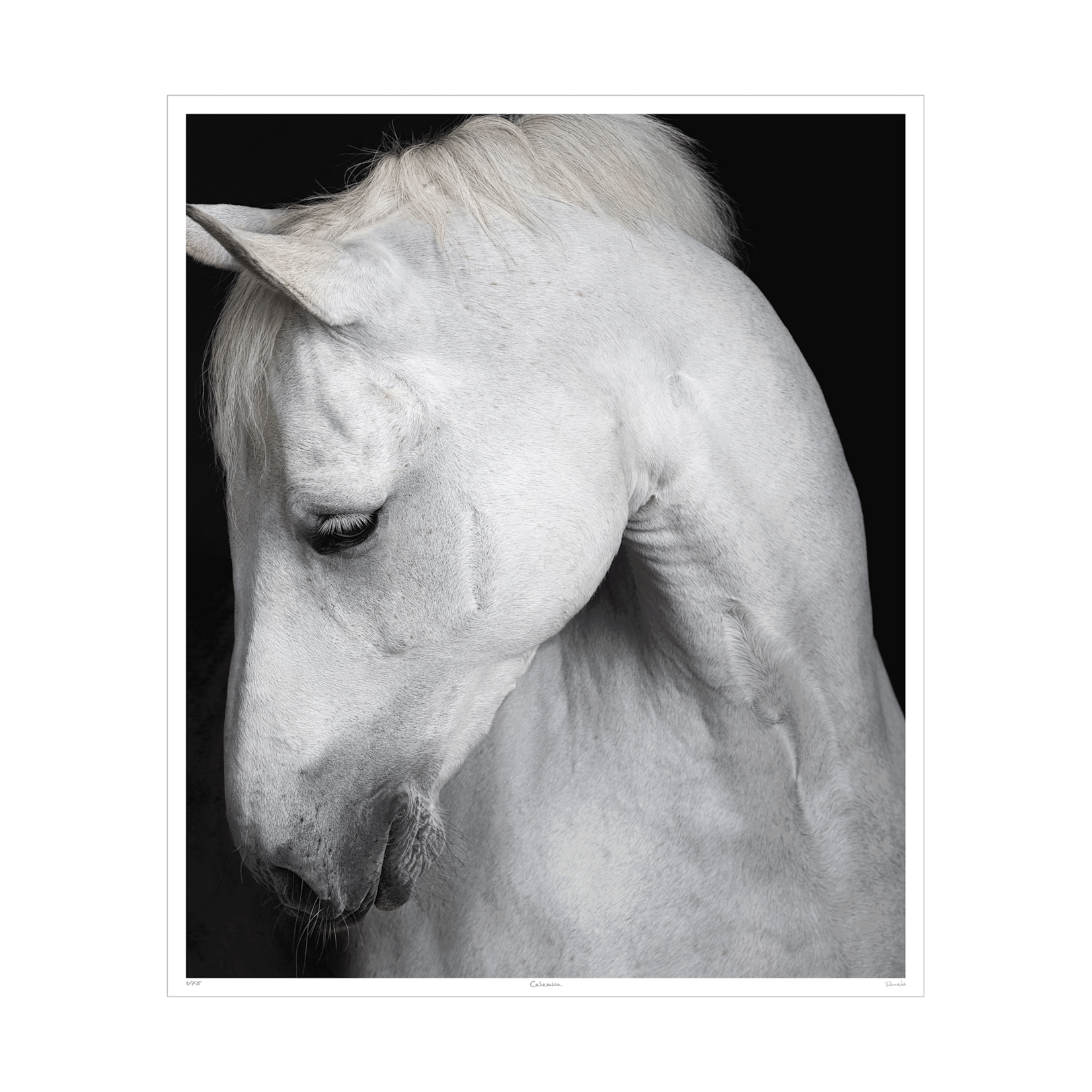 LDN collections Celestia Framed Artwork Horse