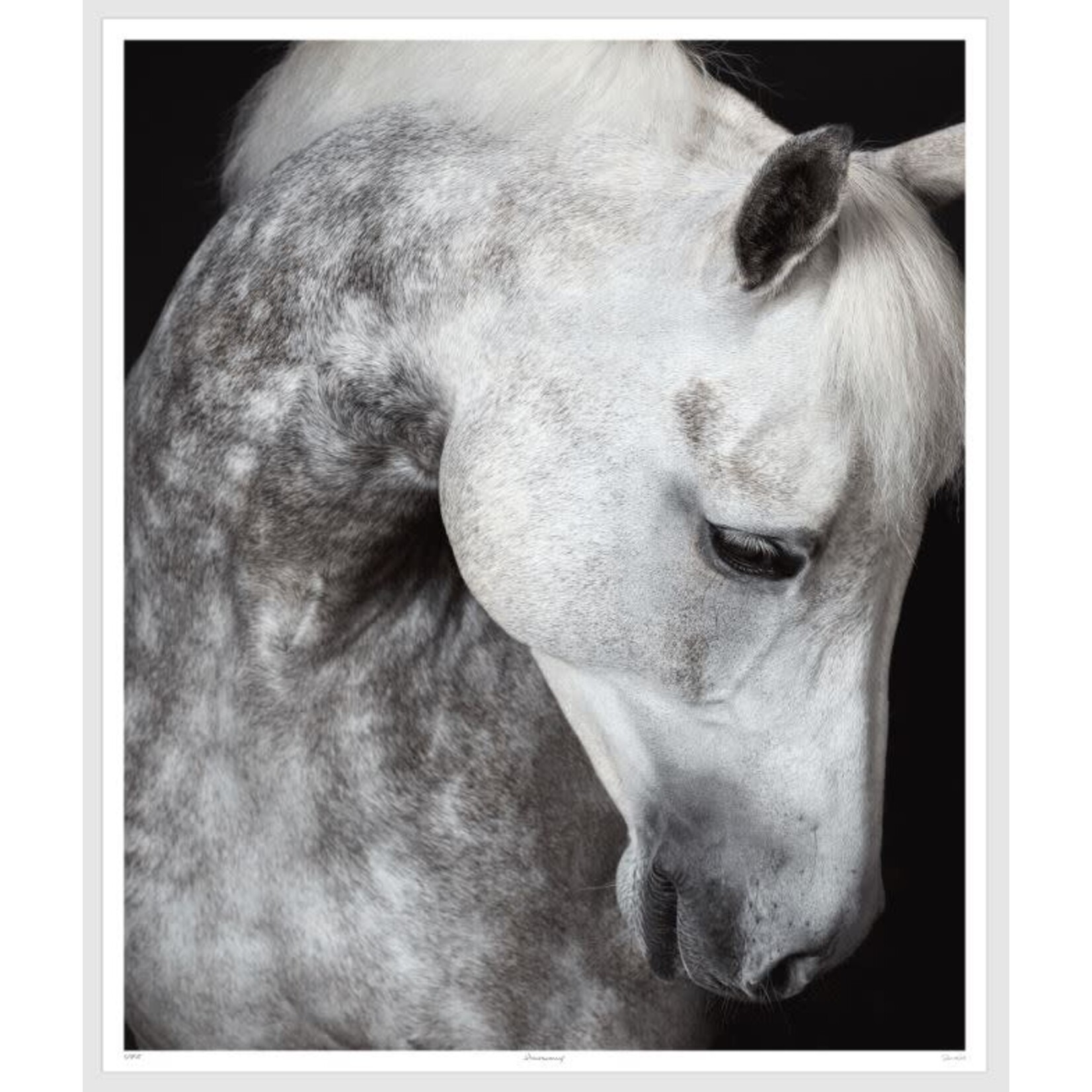LDN collections Harmony Framed Artwork Horse