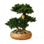 Forever Green Art Triple Monterey Bonsai Preserved Tree in Wooden Bowl