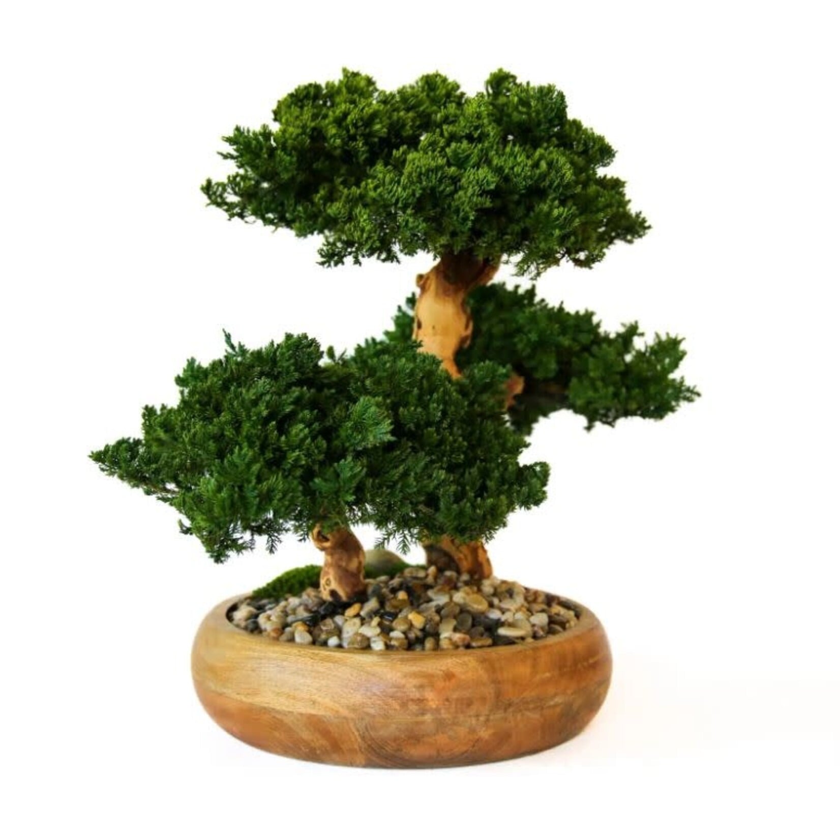 Forever Green Art Triple Monterey Bonsai Preserved Tree in Wooden Bowl