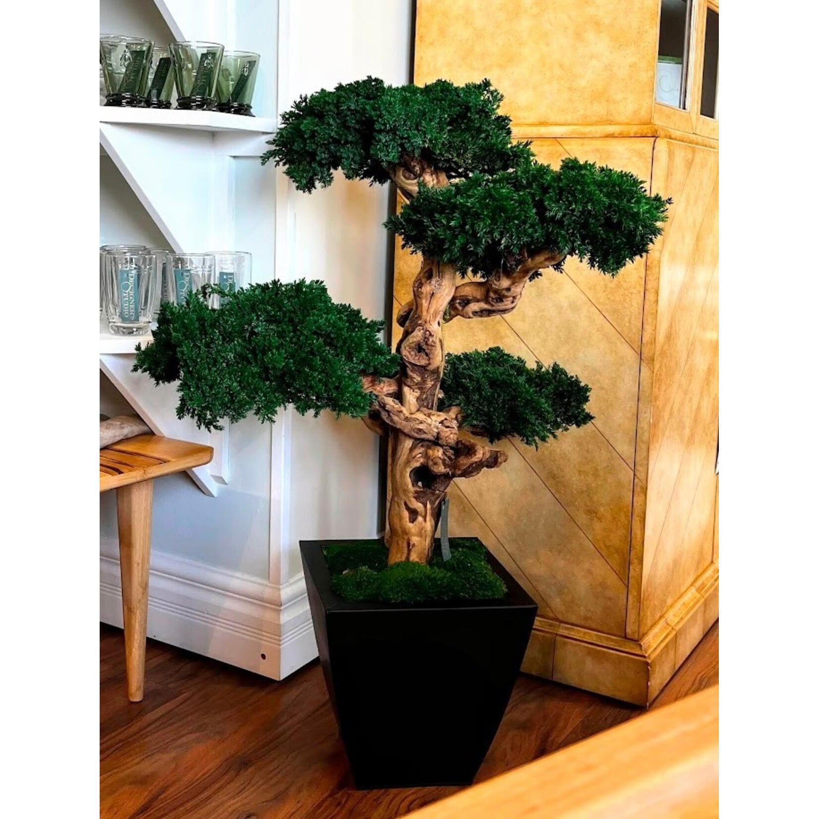 Forever Green Art Preserved Monterey Quad Bonsai in Black Azar Planter 42"