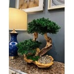 Forever Green Art Preserved Double Monterey Bonsai in Live Edge Bowl