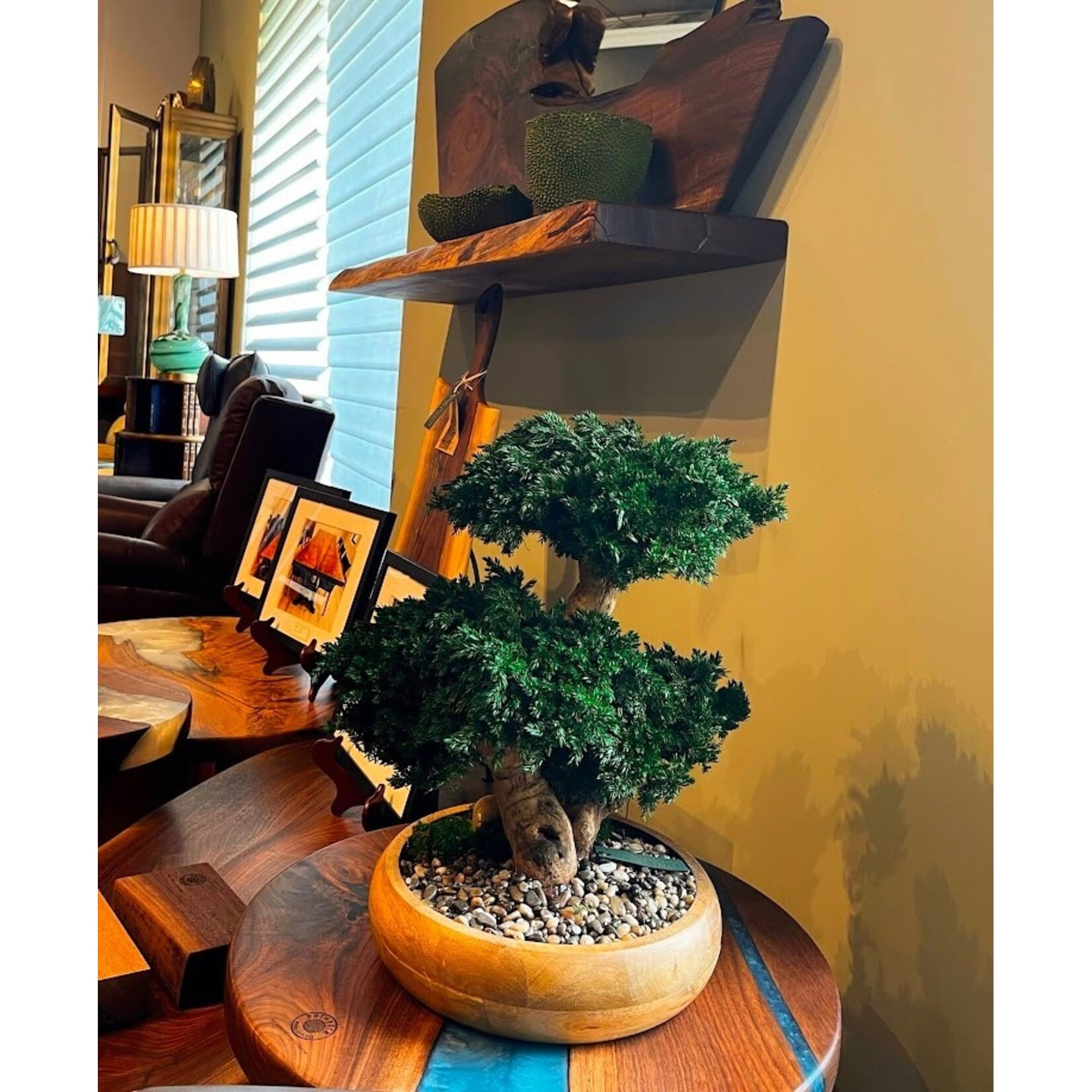 Forever Green Art Triple Monterey Bonsai Preserved Tree in Wooden Bowl