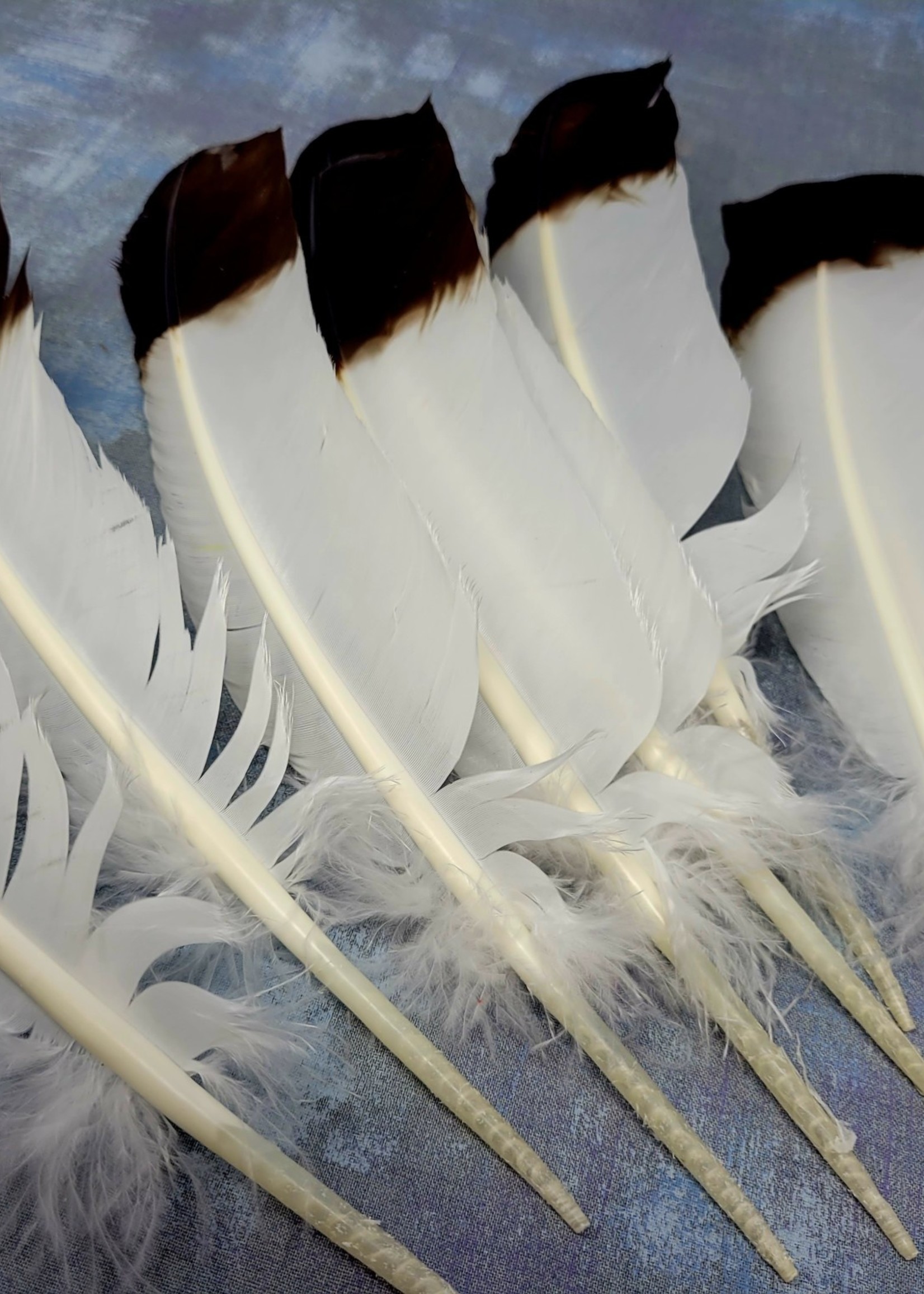 Faux Eagle Feather For Smudging Pickeyweedz LLC