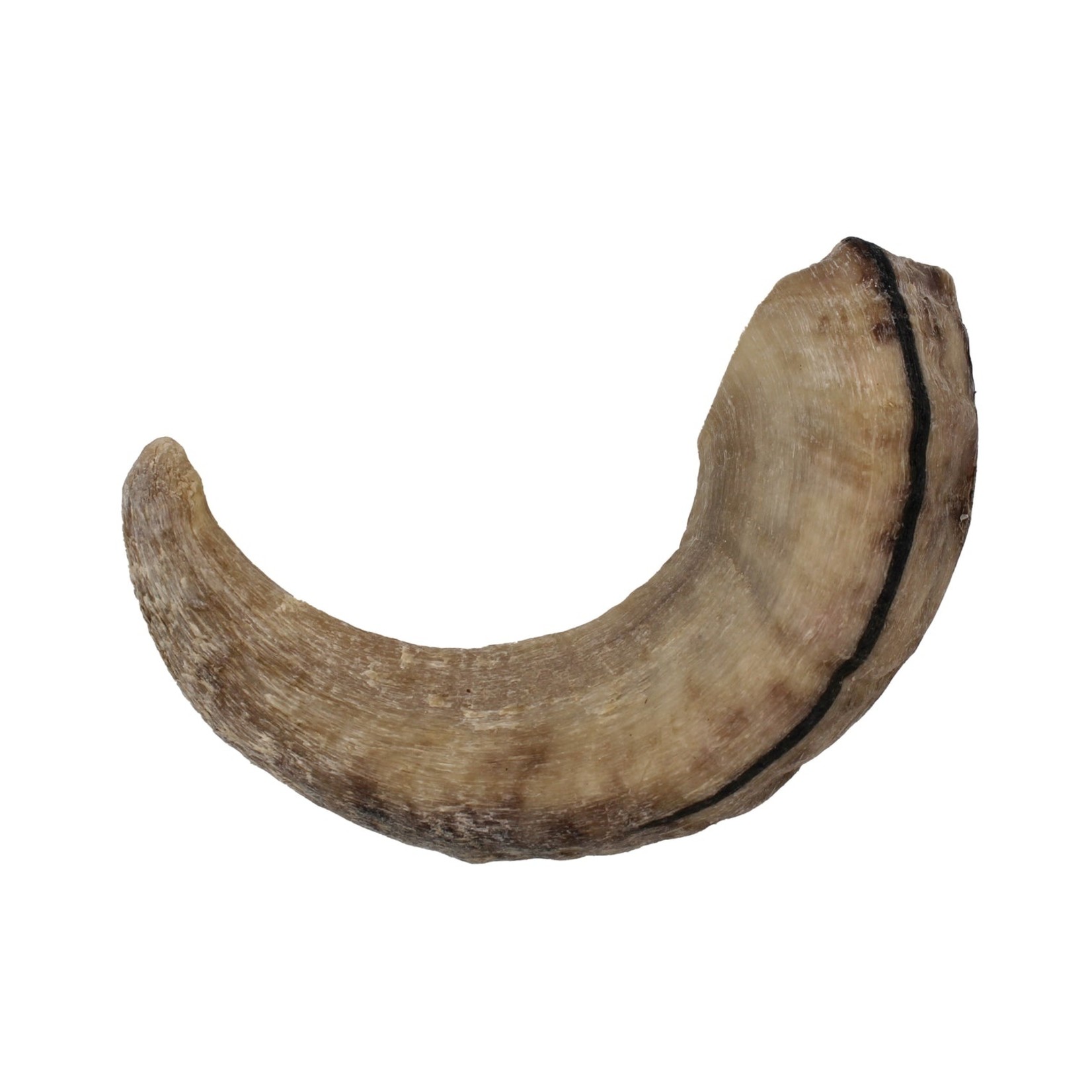 Icelandic Icelandic+ Dog Lamb Horn Large (case 24)