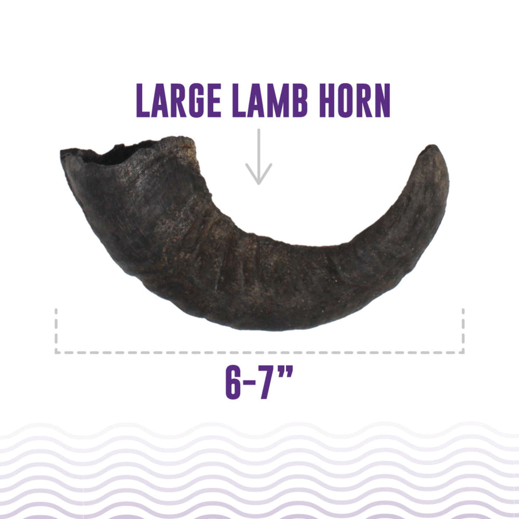 Icelandic Icelandic Lamb Horn LARGE SIZE