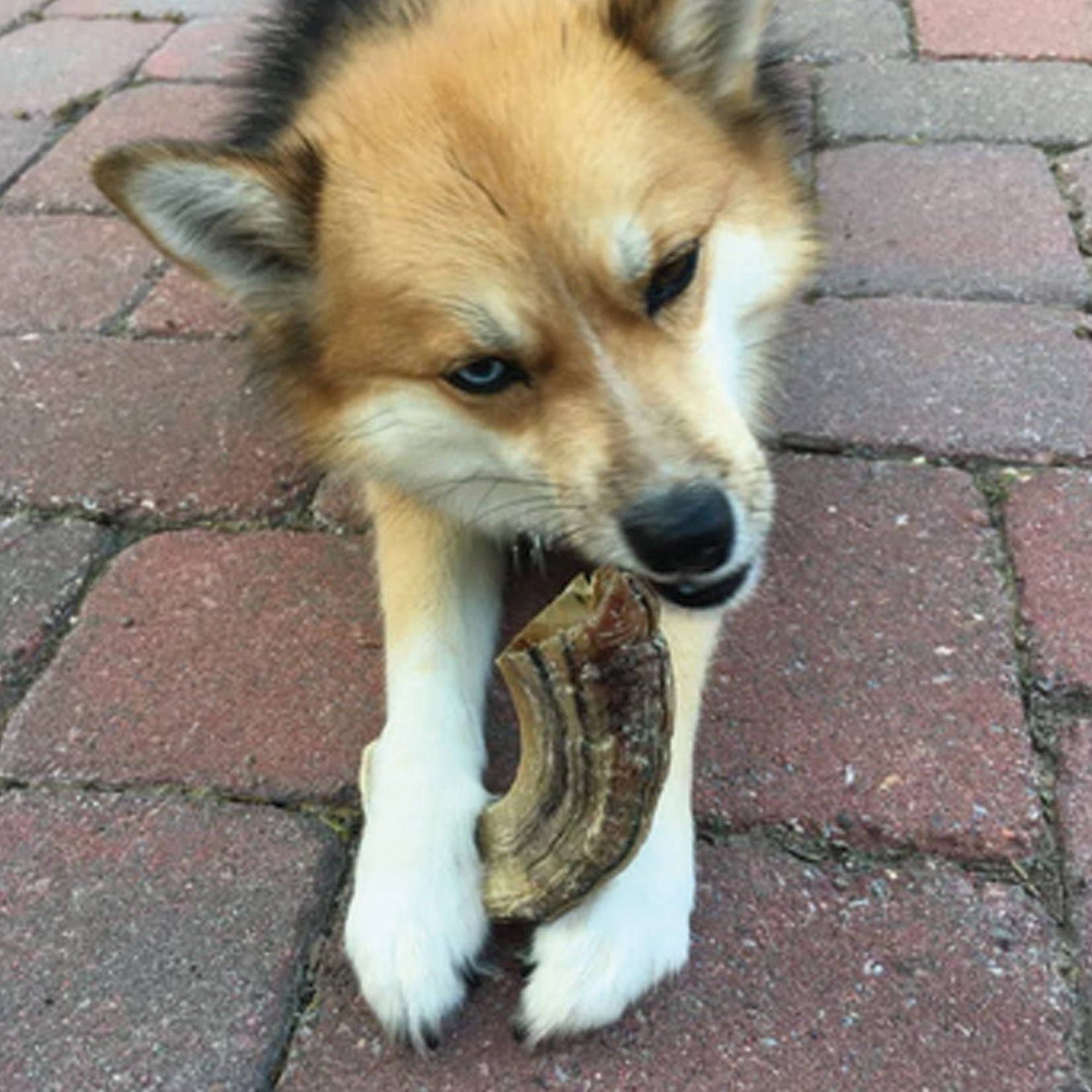 Icelandic Icelandic+ Dog Lamb Horn Large (case 24)