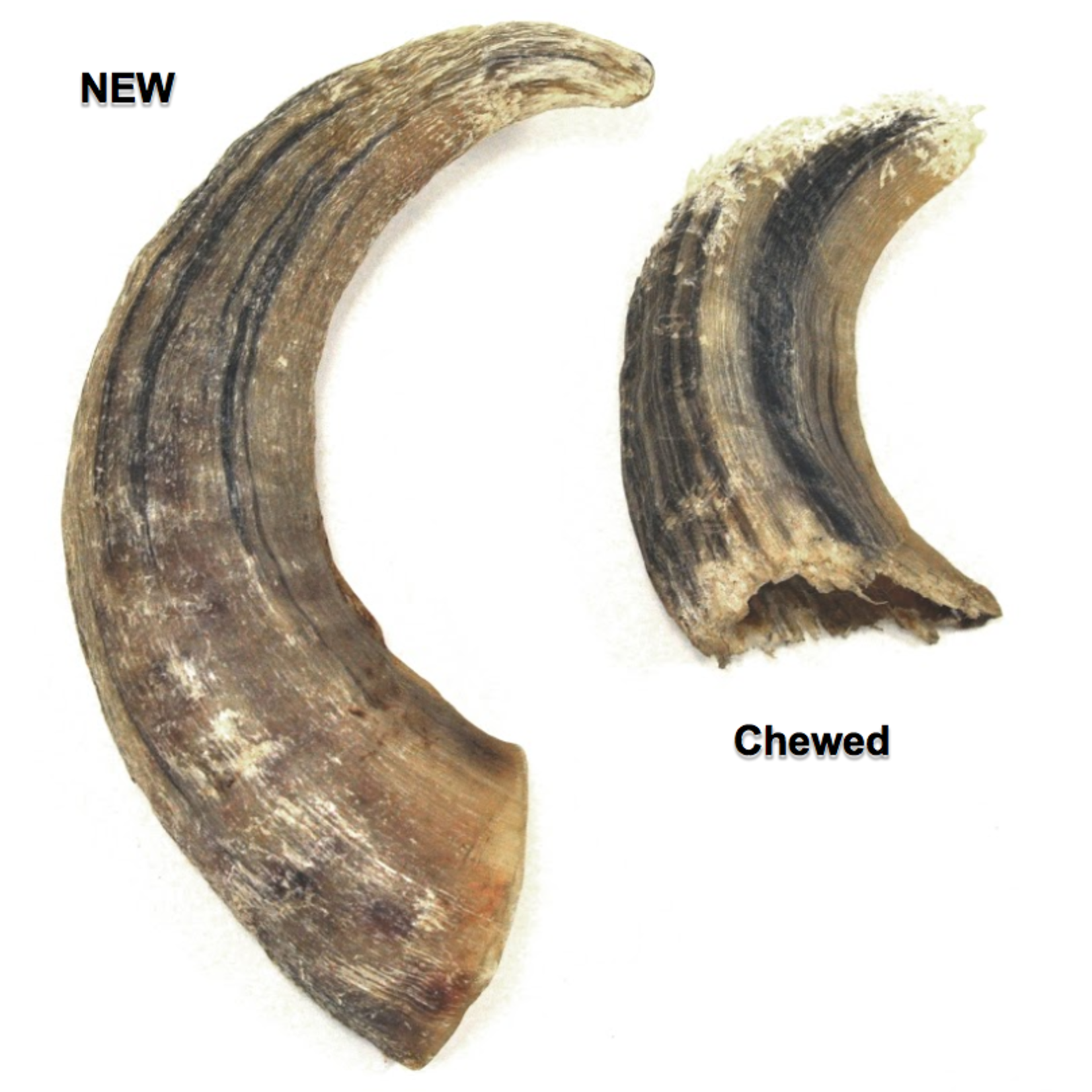 Icelandic Icelandic+ Dog Lamb Horn Large (case 24)
