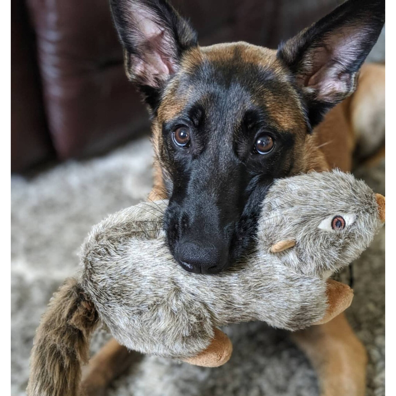 Fluff & Tuff Fluff & Tuff Nuts The Squirrel