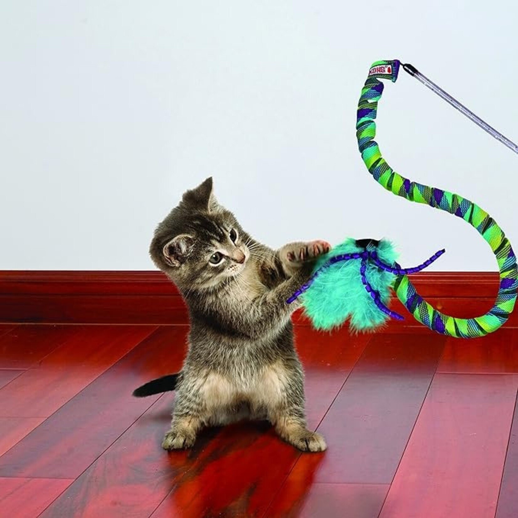 Kong Kong Cat Curlz Teaser