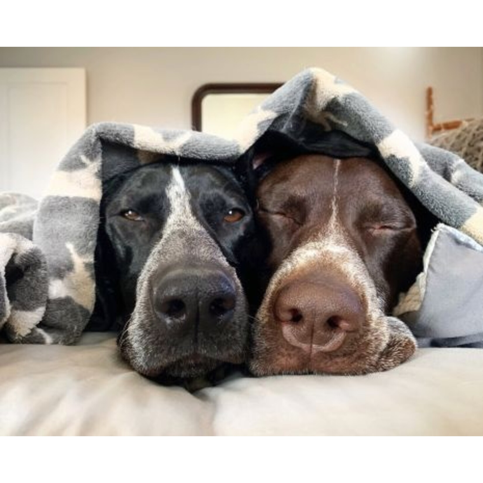 Tall Tails Tall Tails Charcoal Icon Blanket 30x40