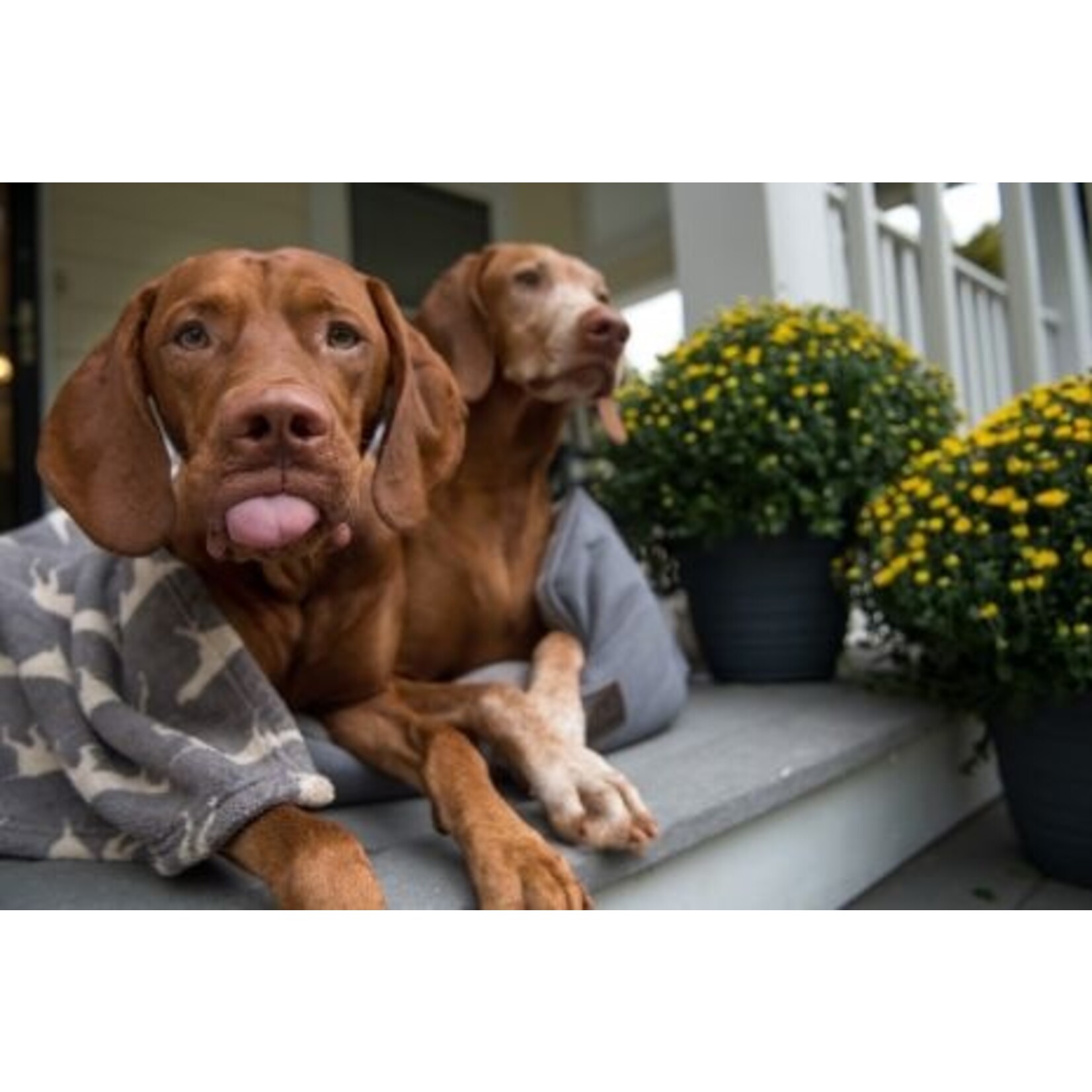 Tall Tails Tall Tails Charcoal Icon Blanket 30x40