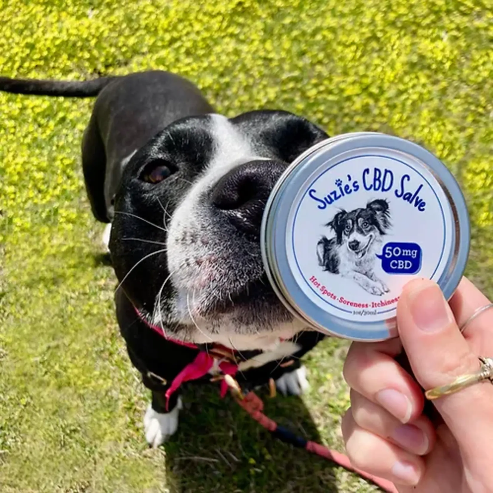 SUZIE Suzie’s 50mg CBD Salve 1oz