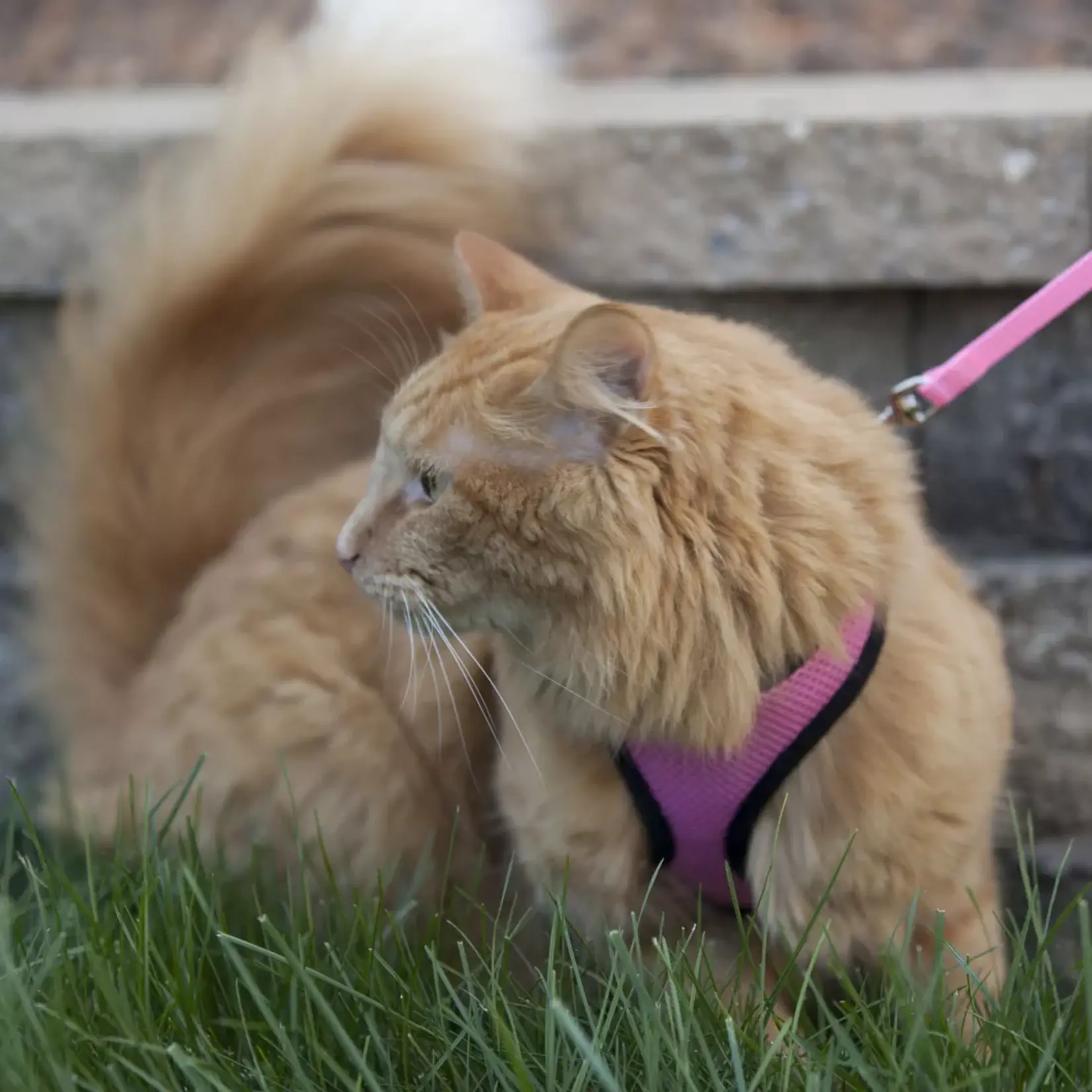 Coastal Coastal Comfort Soft Adjustable Cat Harness with 6' Leash Pink 11"-14"