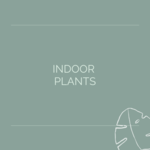 Indoor Plants