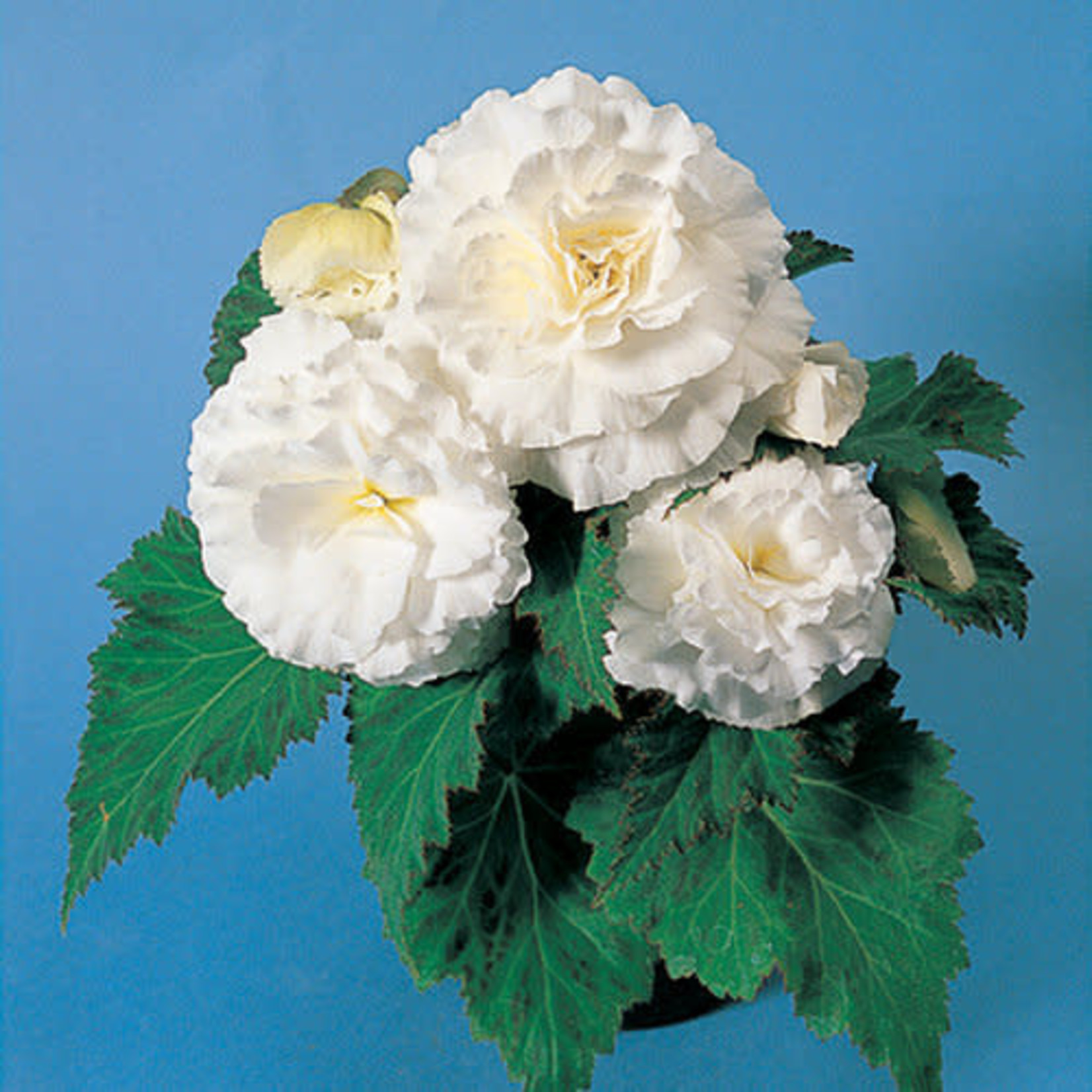 Pre-Book Begonia, Non-Stop