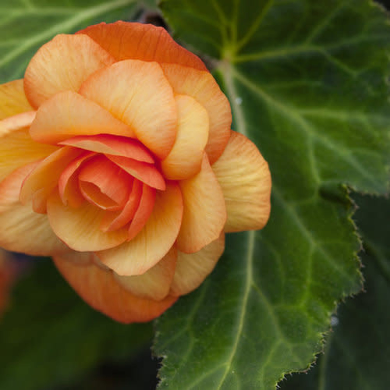 Pre-Book Begonia, Illumination (Trailing)