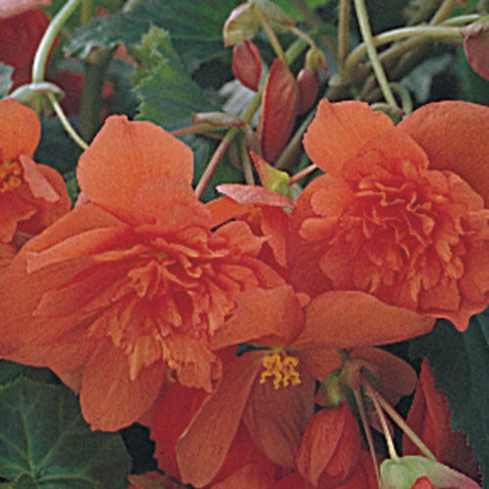 Pre-Book Begonia, Illumination (Trailing)