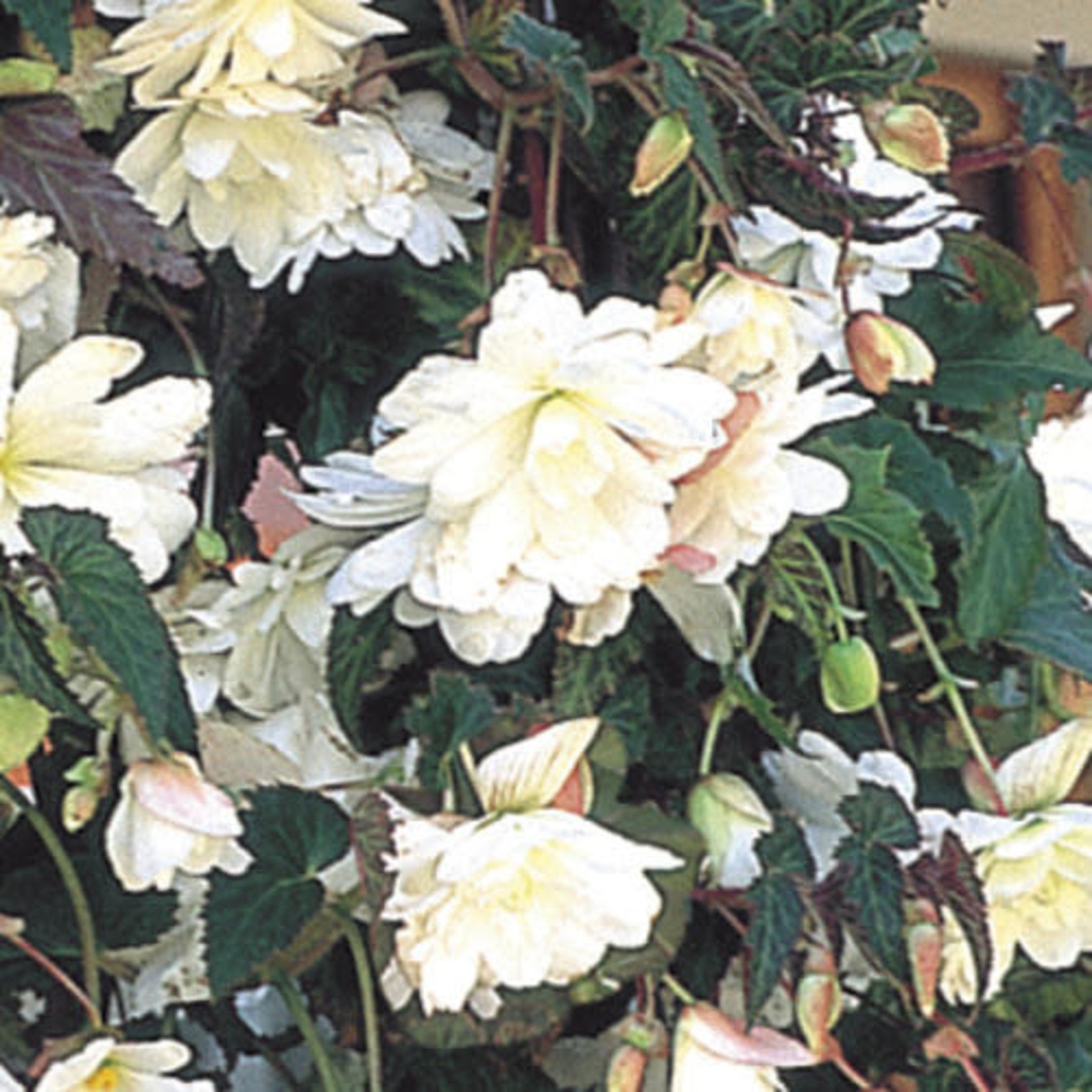 Pre-Book Begonia, Illumination (Trailing)