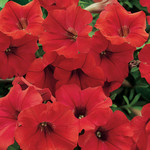 Proven Winners Pre-book Petunia Surfinia® Deep Red