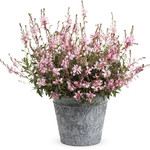 Proven Winners Pre-book Gaura Stratosphere™