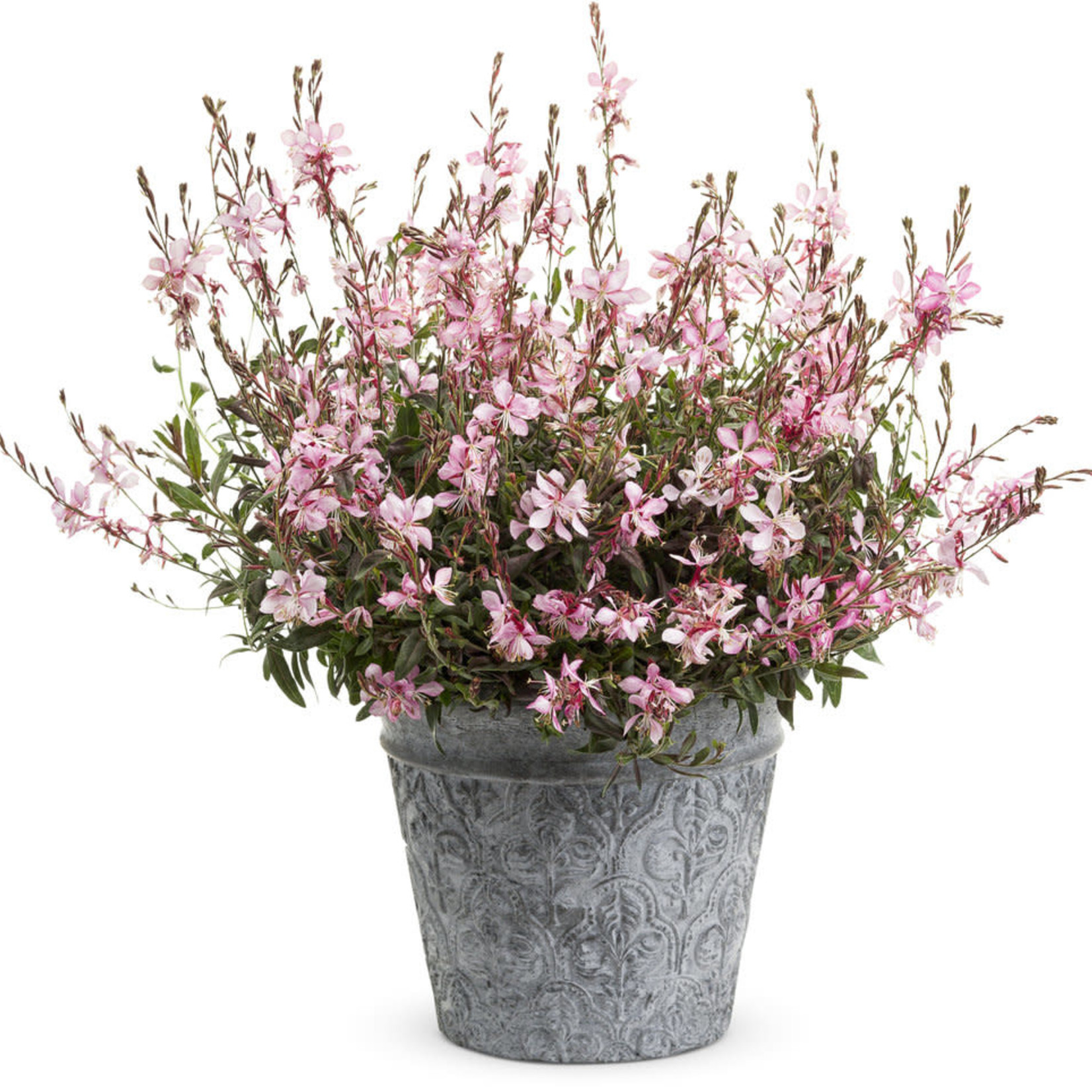 Proven Winners Pre-book Gaura Stratosphere™