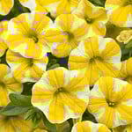 Proven Winners Pre-book Calibrachoa Superbells®