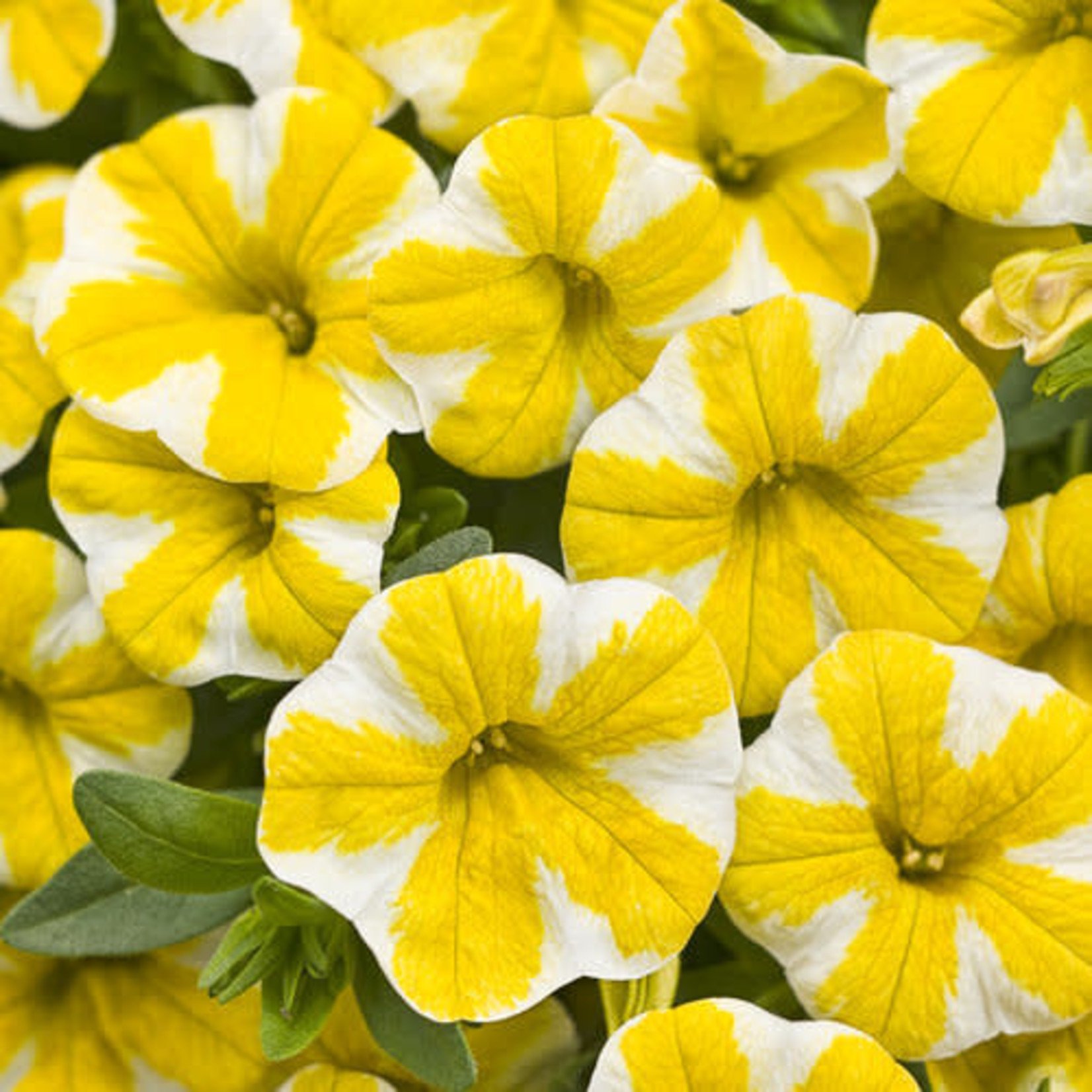 Proven Winners Pre-book Calibrachoa Superbells®