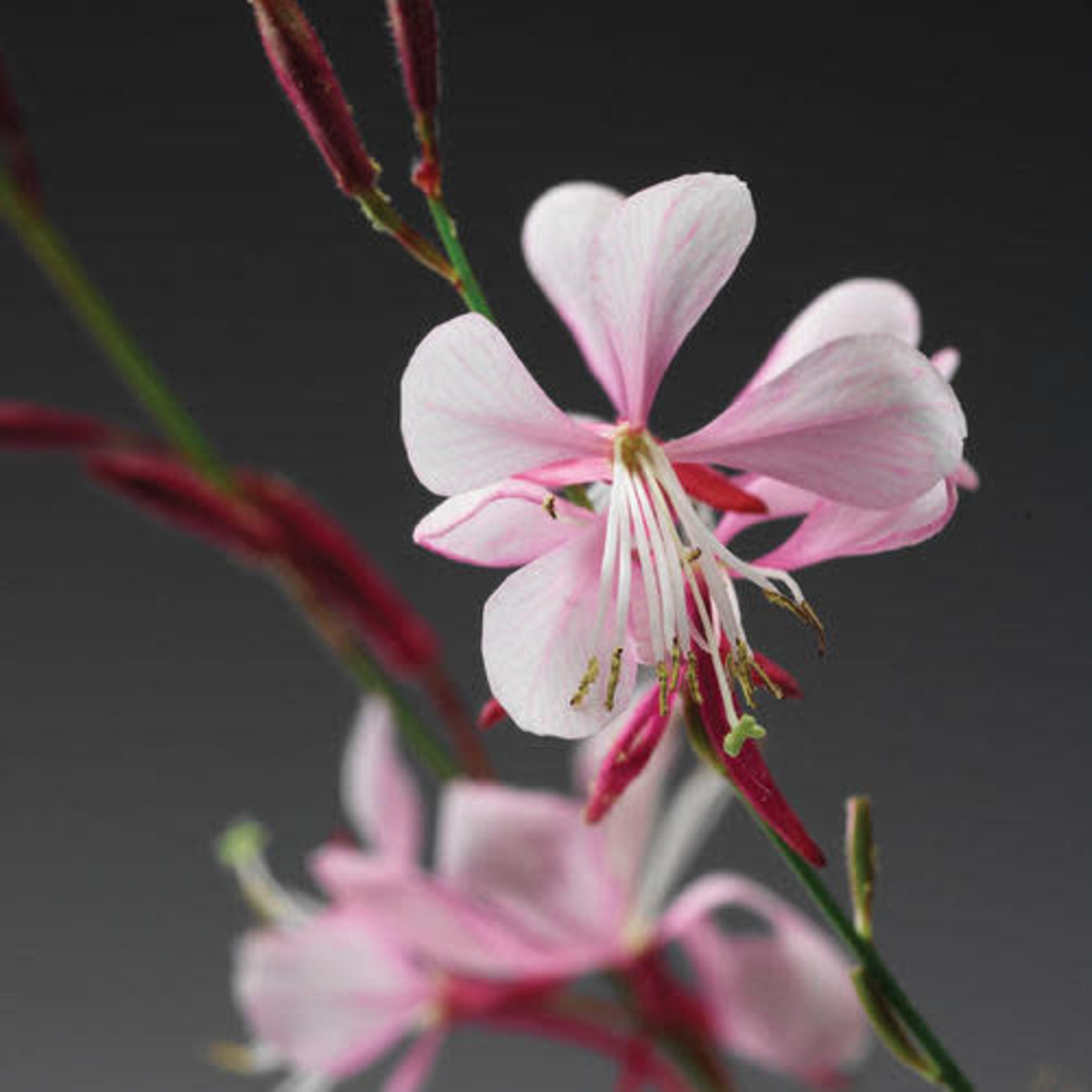 Proven Winners Pre-book Gaura Stratosphere™