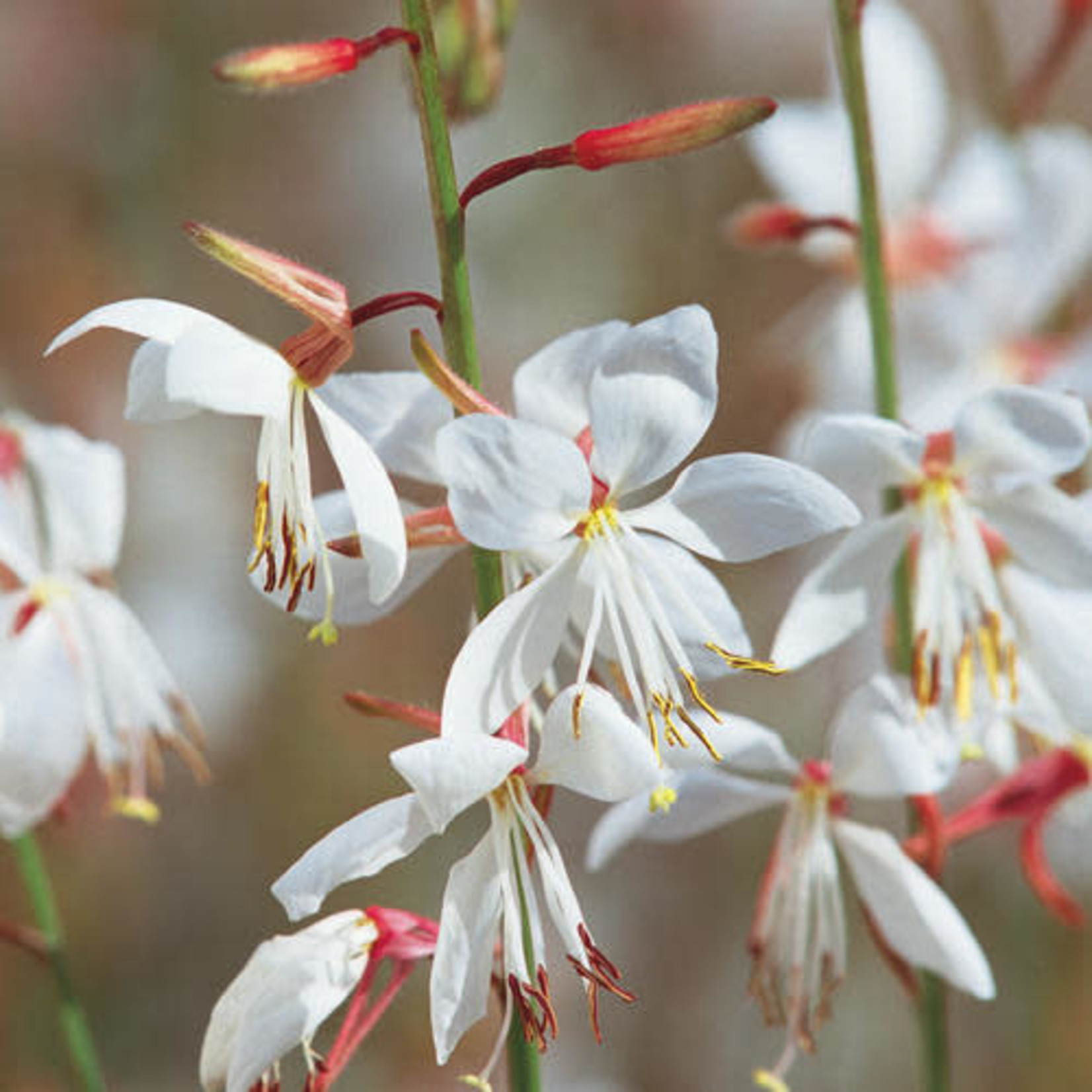 Proven Winners Pre-book Gaura Stratosphere™