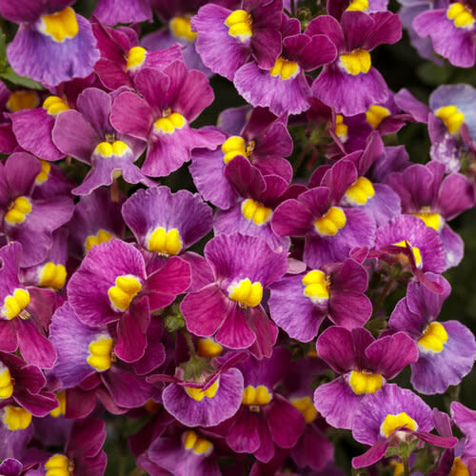 Proven Winners Pre-book Nemesia