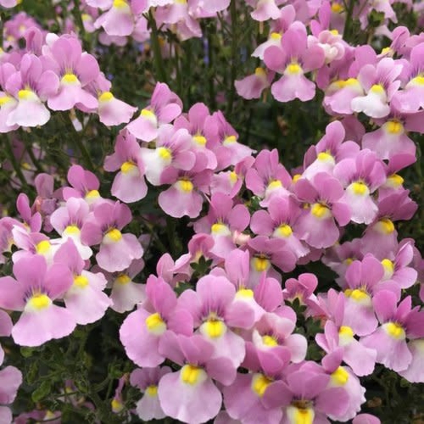 Proven Winners Pre-book Nemesia