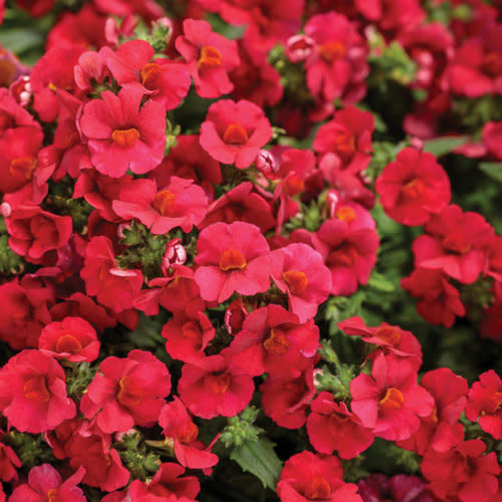 Proven Winners Pre-book Nemesia