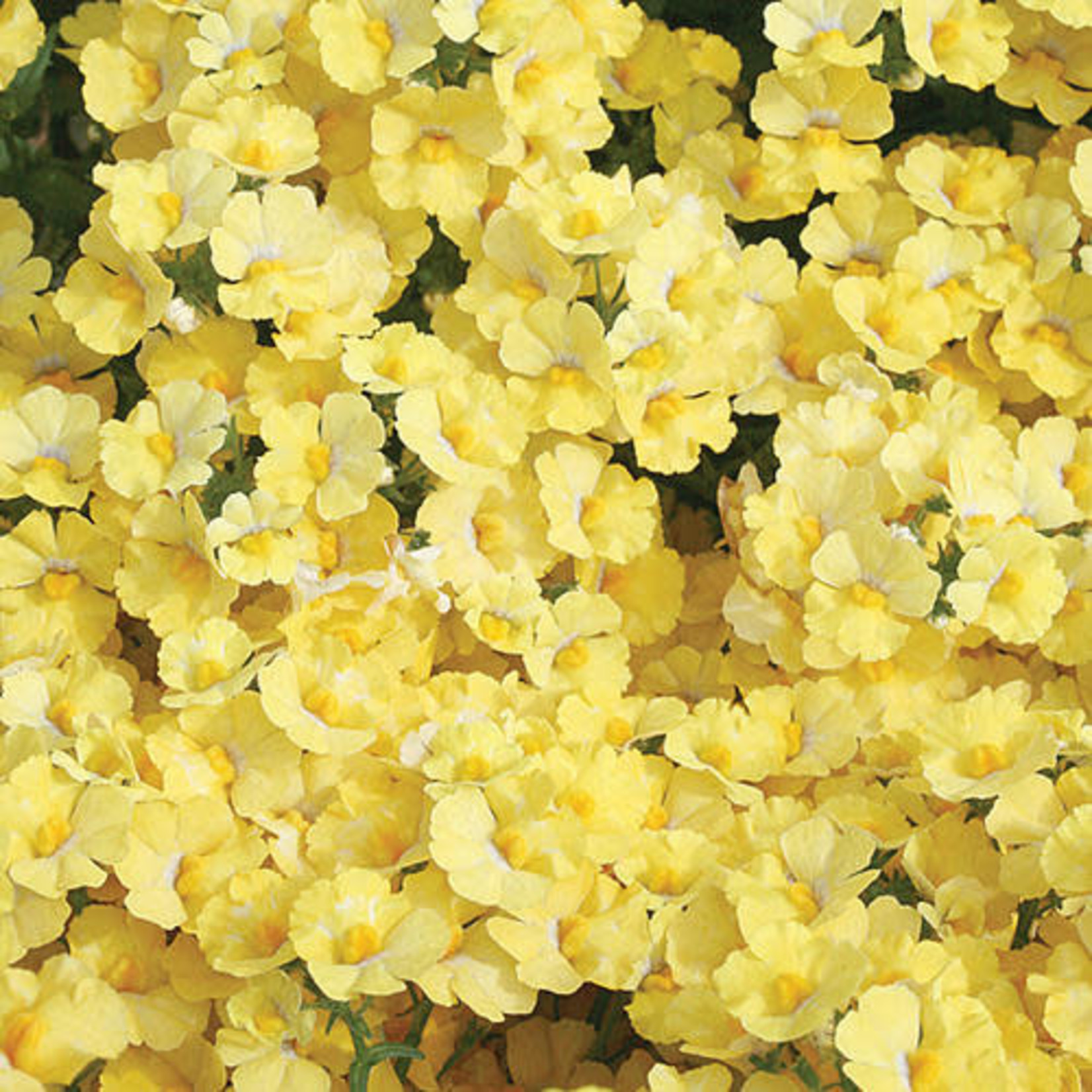 Proven Winners Pre-book Nemesia