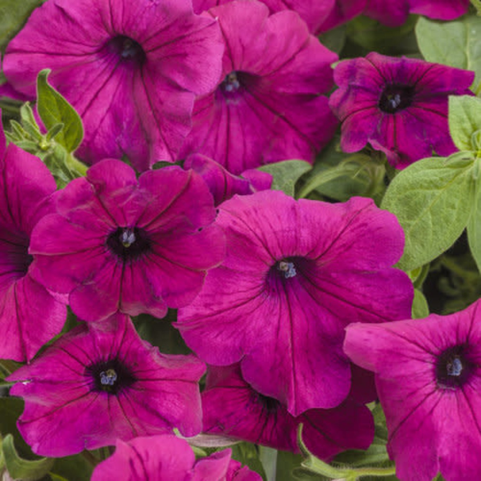 Proven Winners Pre-book Petunia Supertunia®