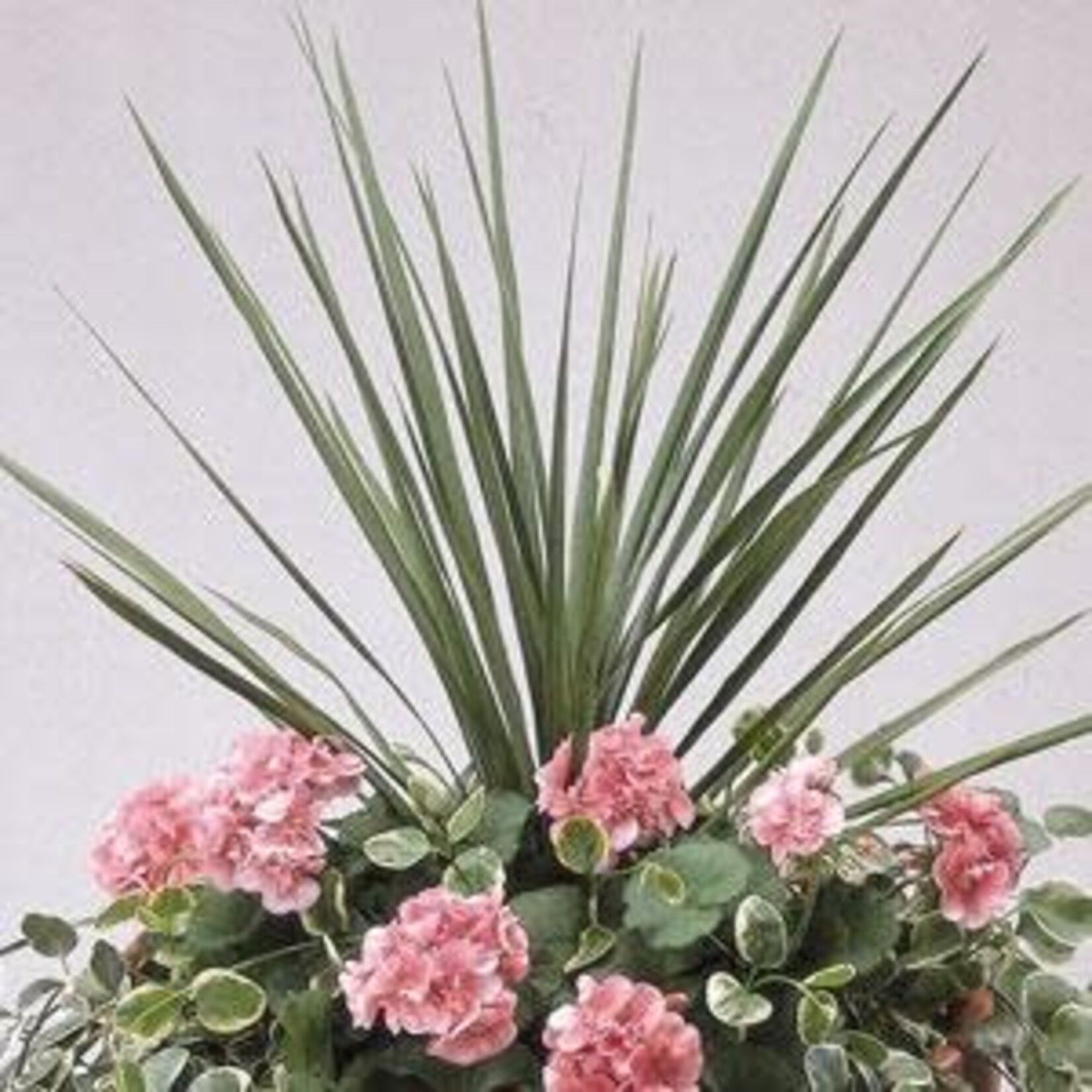 Pre-book Dracaena