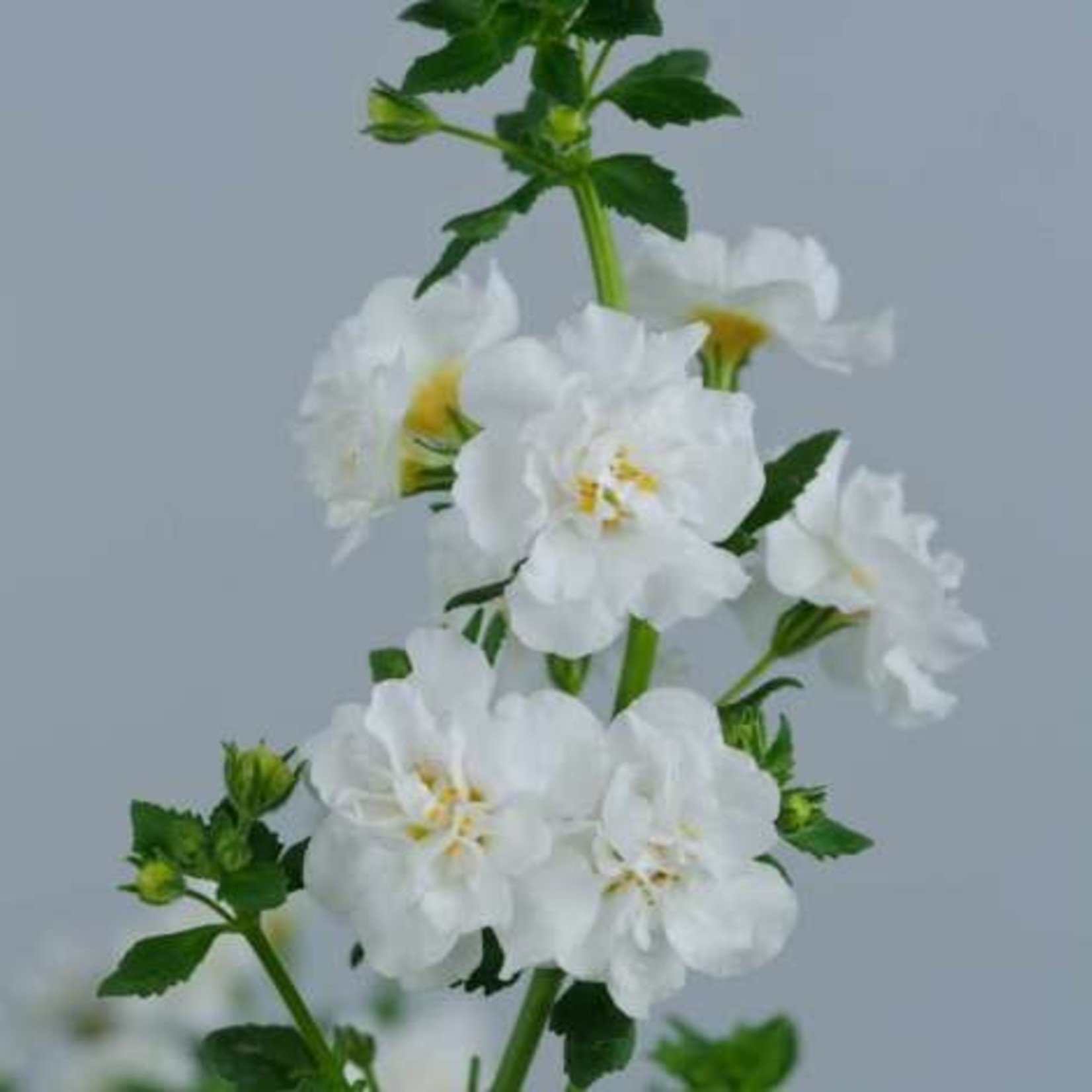 Pre-Book Bacopa Double Scopia