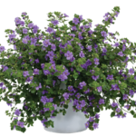 Pre-Book Bacopa Double Scopia