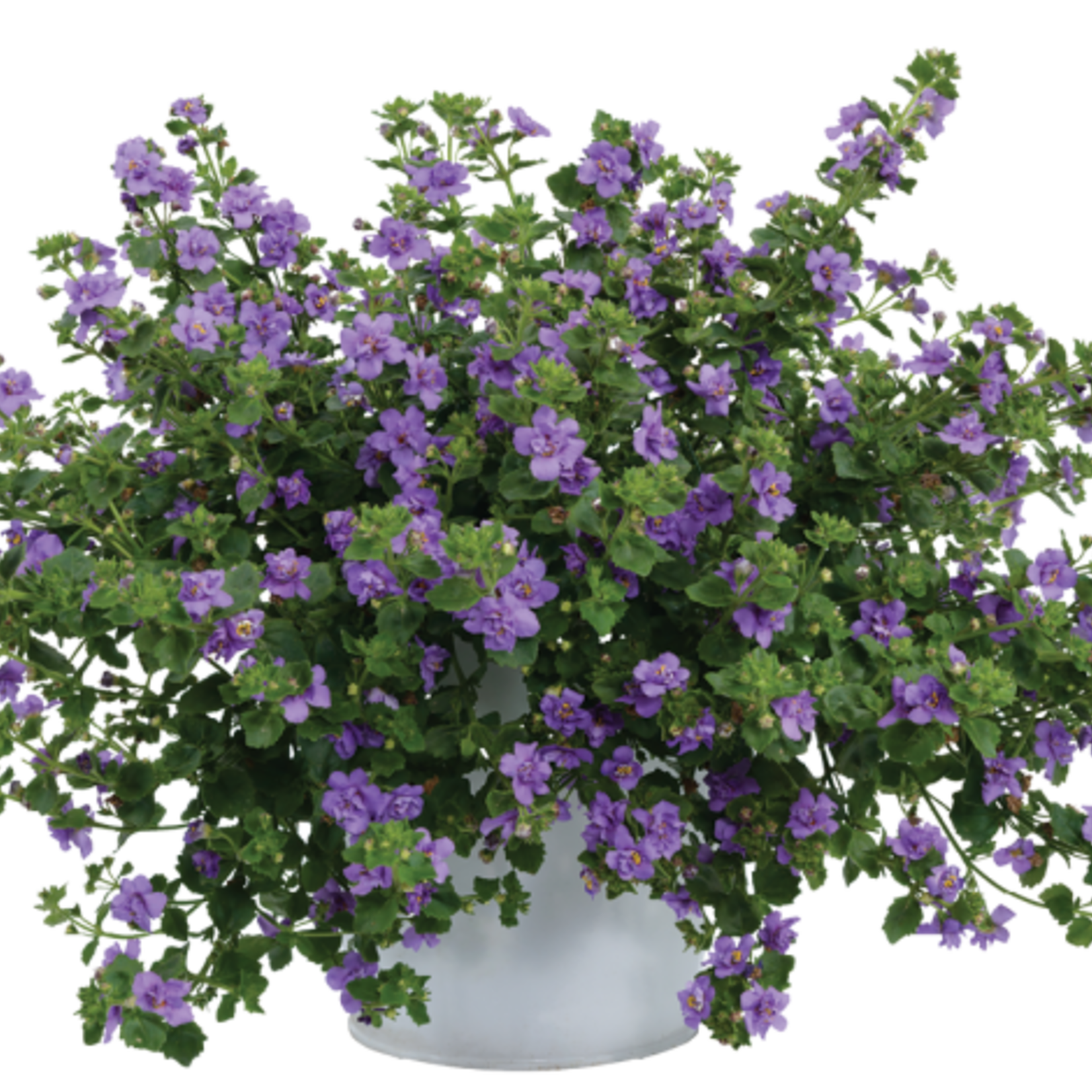 Pre-Book Bacopa Double Scopia