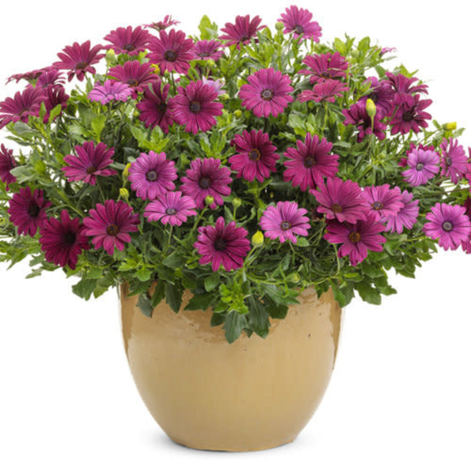 Proven Winners Pre-book Osteospermum Bright Lights™